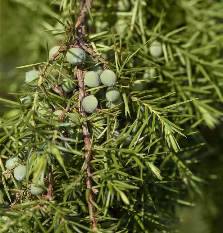 Juniperus communis 'Oblonga Pendula', Gemeiner Wacholder Bauer