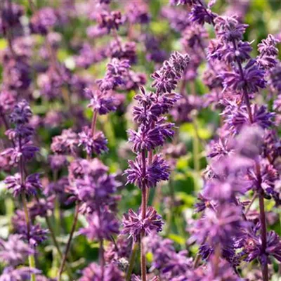 Topfgrösse 1 Liter - Quirlblütiger Garten-Salbei 'Purple Rain' - Salvia verticillata 'Purple Rain'