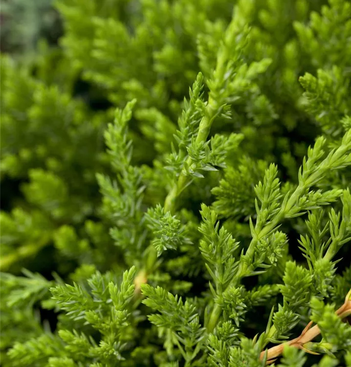 Kriechwacholder - Juniperus horizontalis 'Prince of Wales'