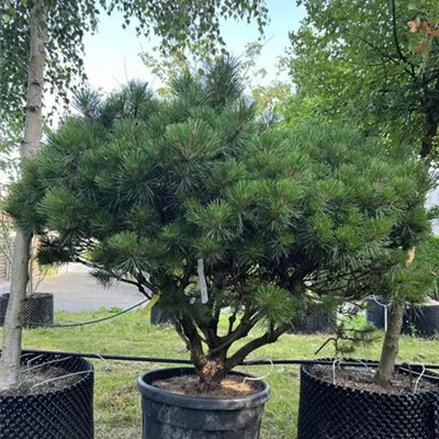 Brevifolia Schirmform WA 283 710 - Berg-Kiefer,Latschenkiefer - Pinus mugo - Collection