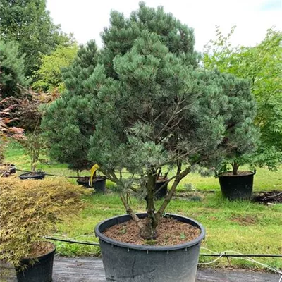 Pinus Sylvestris Watereri Schirmform