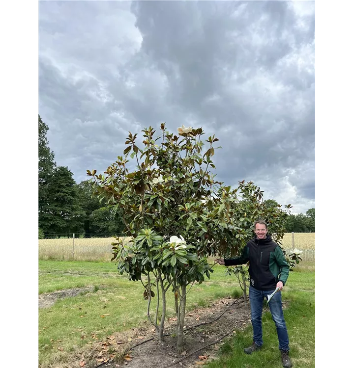 Immergrüne Magnolie - Magnolia grandiflora 'Nantais' - Collection