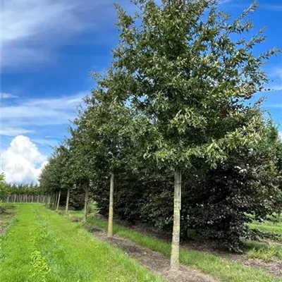 Sol Baum 5xv mDb 300-400 x 500-700 35- 40 - Zerr-Eiche - Quercus cerris - Collection