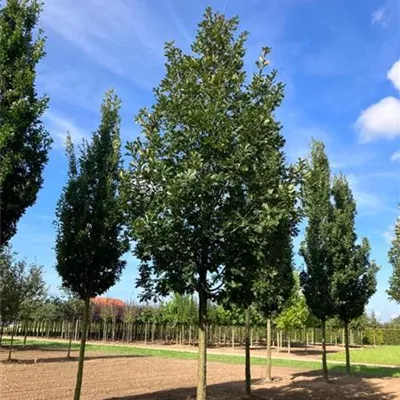 Sol Baum 5xv mDb 200-300 x 500-700 30- 35 - Ungarische Eiche - Quercus frainetto - Collection