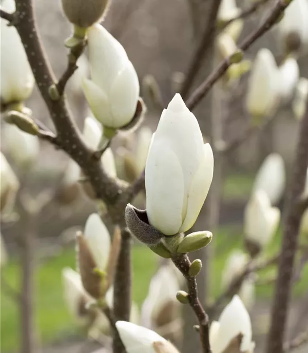 Magnolia denudata - Collection