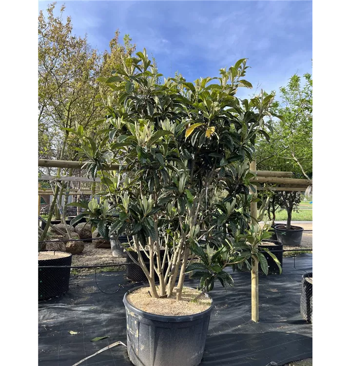 Wollmispel - Eriobotrya japonica - Collection