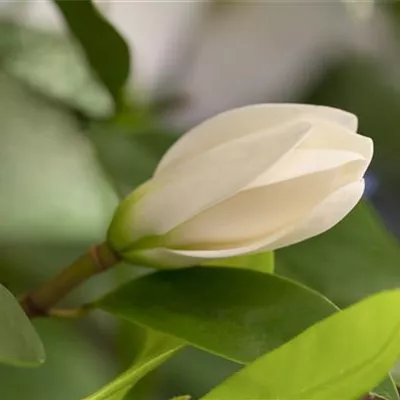 Hochstamm im Container Stammumfang 10 - 12cm - Magnolie - Magnolia loebneri (x) 'Merrill'