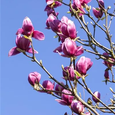 Container 70 - 80 - Lilienmagnolie - Magnolia liliiflora 'Nigra'