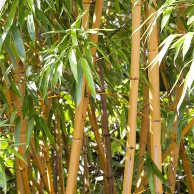 im Container 100-125 - Bambus - Phyllostachys aurea