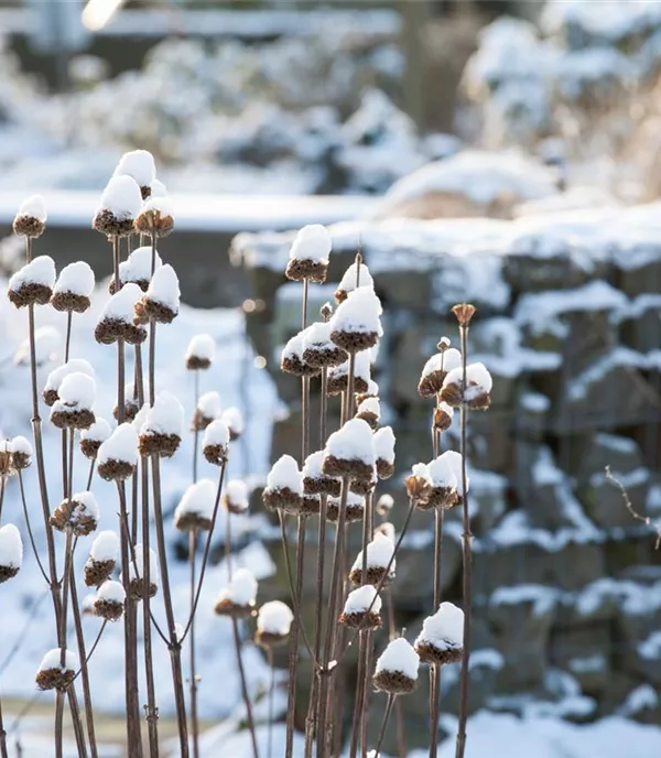 Winterharte Stauden – Diesen Pflanzen kann kein Frost etwas anhaben 
