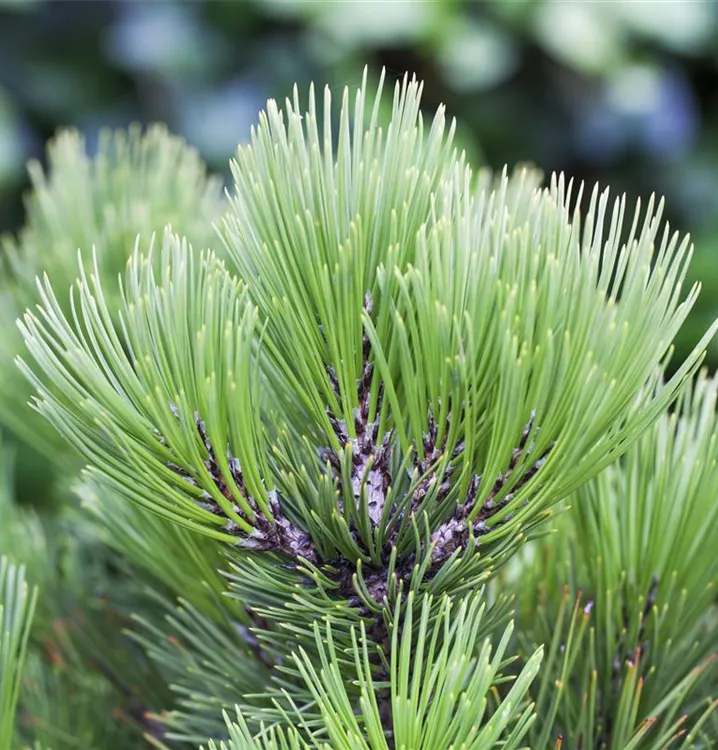 Pinus heldreichii \'Compact Gem\', Schlangenhautkiefer - Bauer Baumschulen AG
