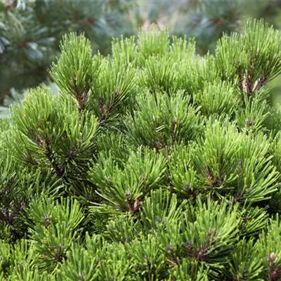 im Container 15 - 20 - Schlangenhautkiefer, Zwergform - Pinus heldreichii 'Schmidtii'