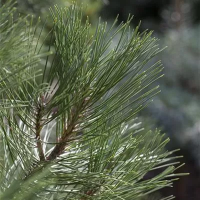 im Container 35 - 40 - Schwarzföhre, Zwergform - Pinus nigra 'Nana'