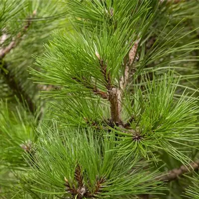 im Container 125 - 150 - Österreichische Schwarzföhre - Pinus nigra ssp. nigra