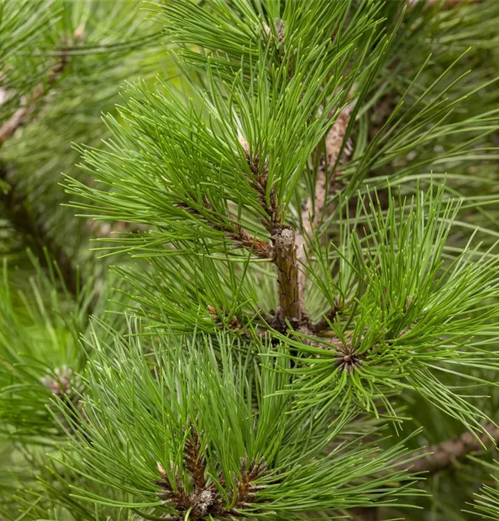 Österreichische Schwarzföhre - Pinus nigra ssp. nigra