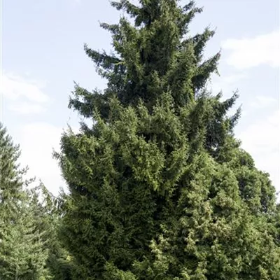 im Container 100-125 - Orientfichte - Picea orientalis