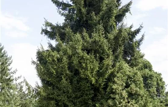 Picea orientalis Collection, Kaukasusfichte,SapindusFichte Bauer