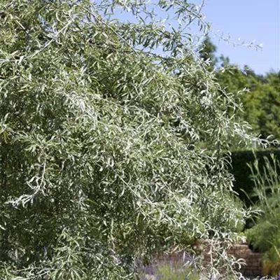 im Container 80 - 100 - Weidenblättrige Birne - Pyrus salicifolia