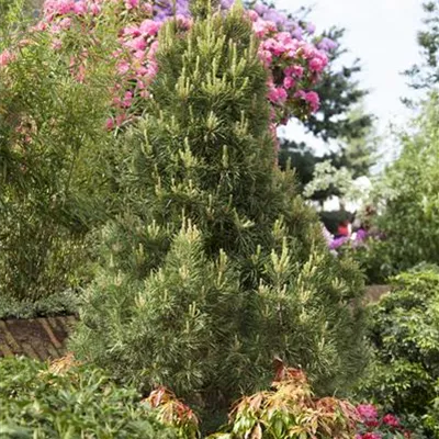 im Container Höhe 60-70cm - Föhre, Kiefer, Zwergform - Pinus sylvestris 'Globosa Viridis'