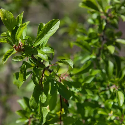 im Container 175 - 200 - Schwarzdorn, Schlehe - Prunus spinosa
