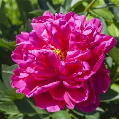 T/ - Baumartige Pfingstrose - Paeonia suffruticosa rosa