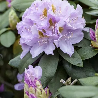 MB/ 40 - 50 - Rhododendron - Rhododendron 'Blutopia'