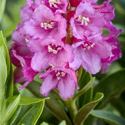 im Container 15 - 20 - Alpenrose - Rhododendron ferrugineum