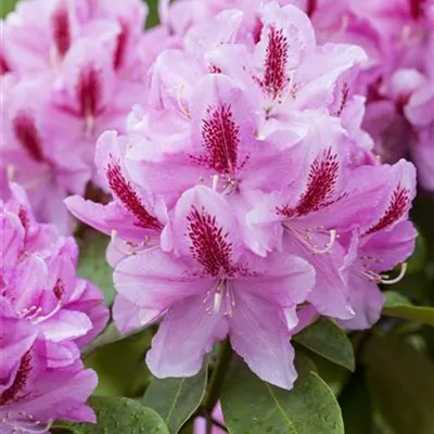 MB/ 50 - 60 - Rhododendron - Rhododendron 'Furnivall's Daughter'