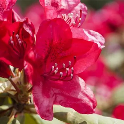 MB/ 50 - 60 - Rhododendron - Rhododendron 'Hachmann's Feuerschein'