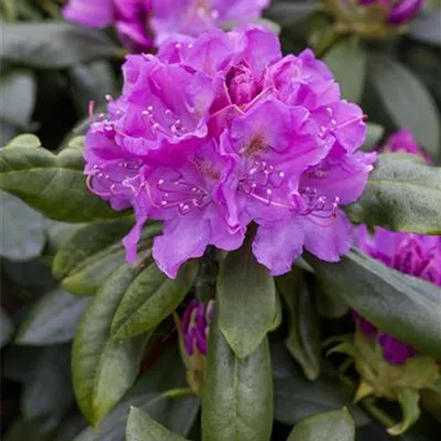 MB/ 50 - 60 - Rhododendron - Rhododendron 'Lee's Dark Purple'