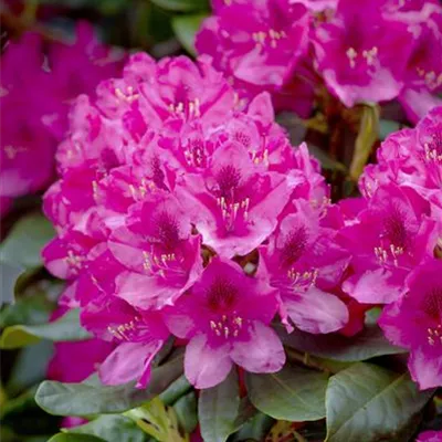 MB/ 50 - 60 - Rhododendron - Rhododendron 'Nova Zembla'