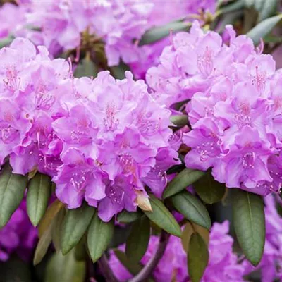 MB/ 50 - 60 - Rhododendron - Rhododendron 'Roseum Elegans'