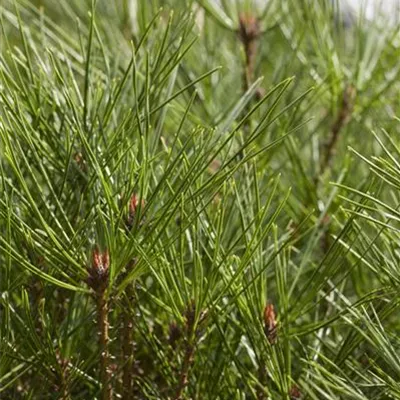 im Container Höhe 40-50cm - Japanische Rotkiefer - Pinus densiflora 'Alice Verkade'