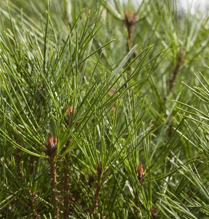 Japanische Rotkiefer - Pinus densiflora 'Alice Verkade'