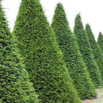 Container 70 - 80 - Eibe - Taxus baccata Kegel