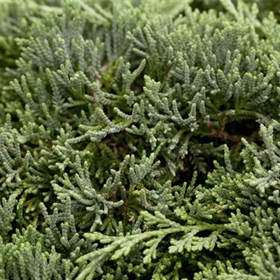 im Container 25 - 30 - Kriechwacholder - Juniperus horizontalis 'Icee Blue'