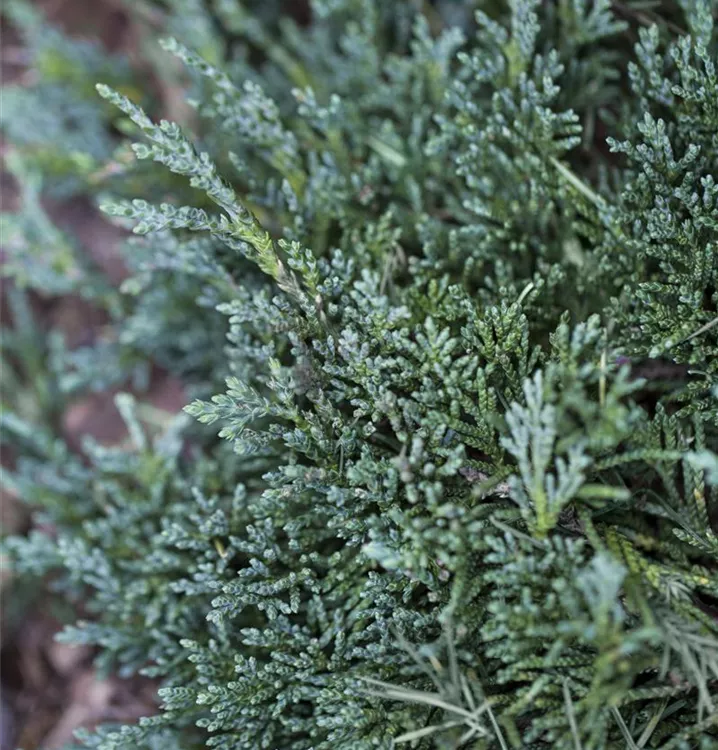 Kriechwacholder - Juniperus horizontalis 'Wiltonii'