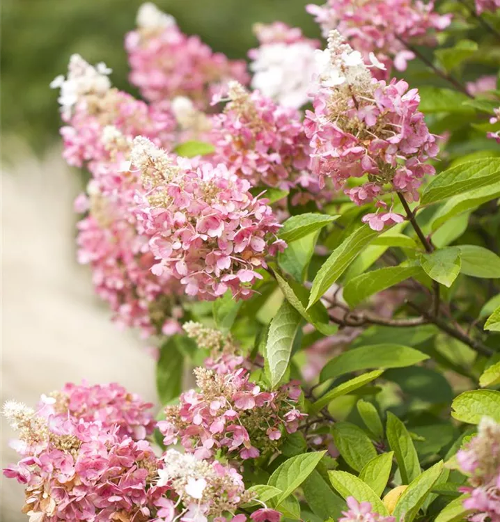 Hydrangea paniculata 'Pinky Winky', RispenHortensie Bauer Baumschulen AG