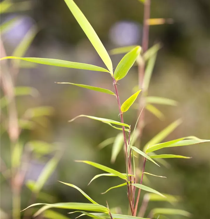 Bambus - Fargesia robusta 'Campbell'