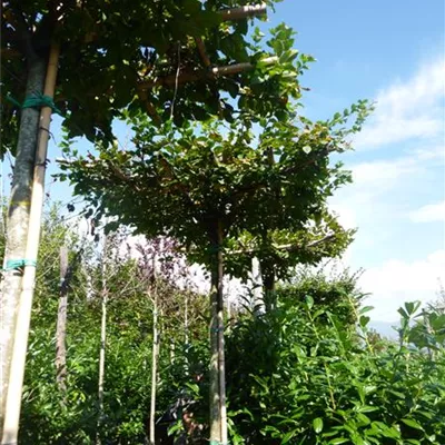Hochstamm mit Ballen Stammumfang 14 - 16cm - Hainbuche - Carpinus betulus dachförmig