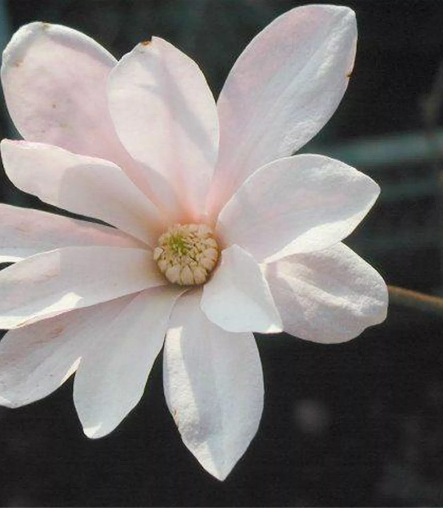 Magnolia loebneri (x) 'Leonard Messel'