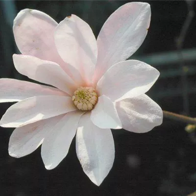 im Container 80 - 100 - Magnolie - Magnolia loebneri (x) 'Leonard Messel'