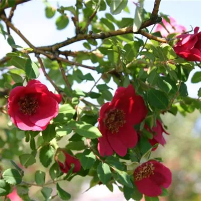 im Container - Mandarin-Rose - Rosa moyesii