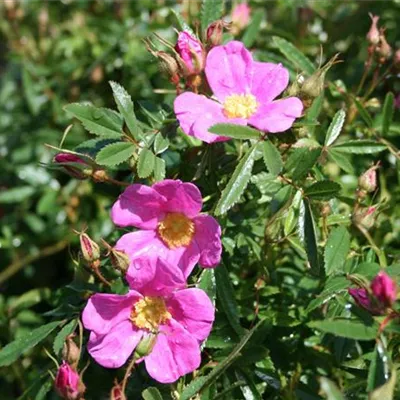 im Container - Glanzblättrige Rose - Rosa nitida