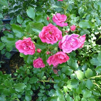 im Container - Bodendeckerrose 'Heidetraum'® - Rosa (Bodendeckerrose) 'Heidetraum'