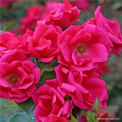 im Container - Beetrose 'Gartenfreund'® - Rosa (Floribundarose) 'Gartenfreund'