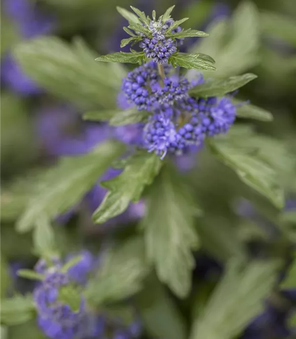 Caryopteris clandonensis (x) 'Kew Blue'