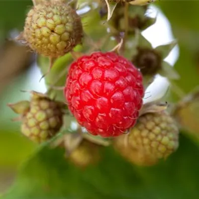 T/ - Rubus (Himbeere) 'Willamette'