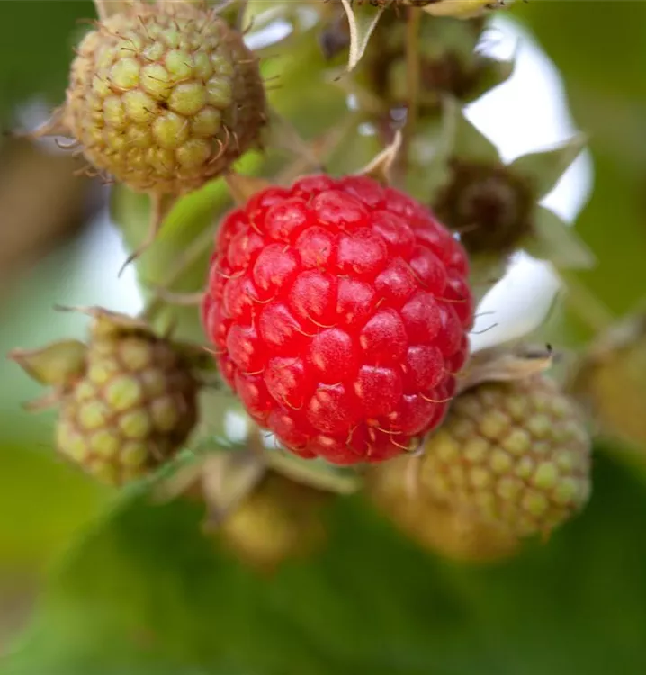 Rubus (Himbeere) 'Willamette'