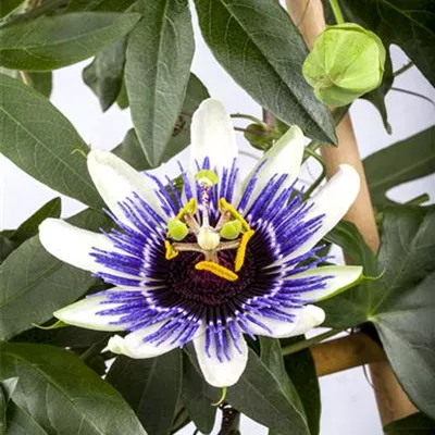 Topfgrösse 4 Liter - Passionsblume - Passiflora caerulea
